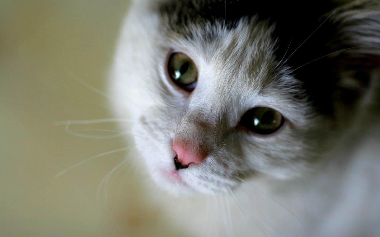 Funny Cute Cat HD Wallpaper For Desktop Imgstocks