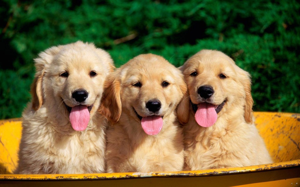 Golden Retriever Puppies Wallpaper HD Background