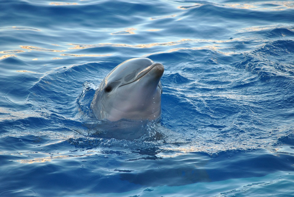 Kostenloses Foto Delphin Tier Meer Wasser Ozean