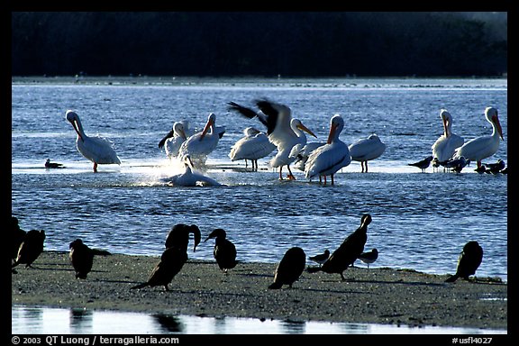 Pelicans Splashing Smaller Birds Standing Ding Darling Nwr Sanibel