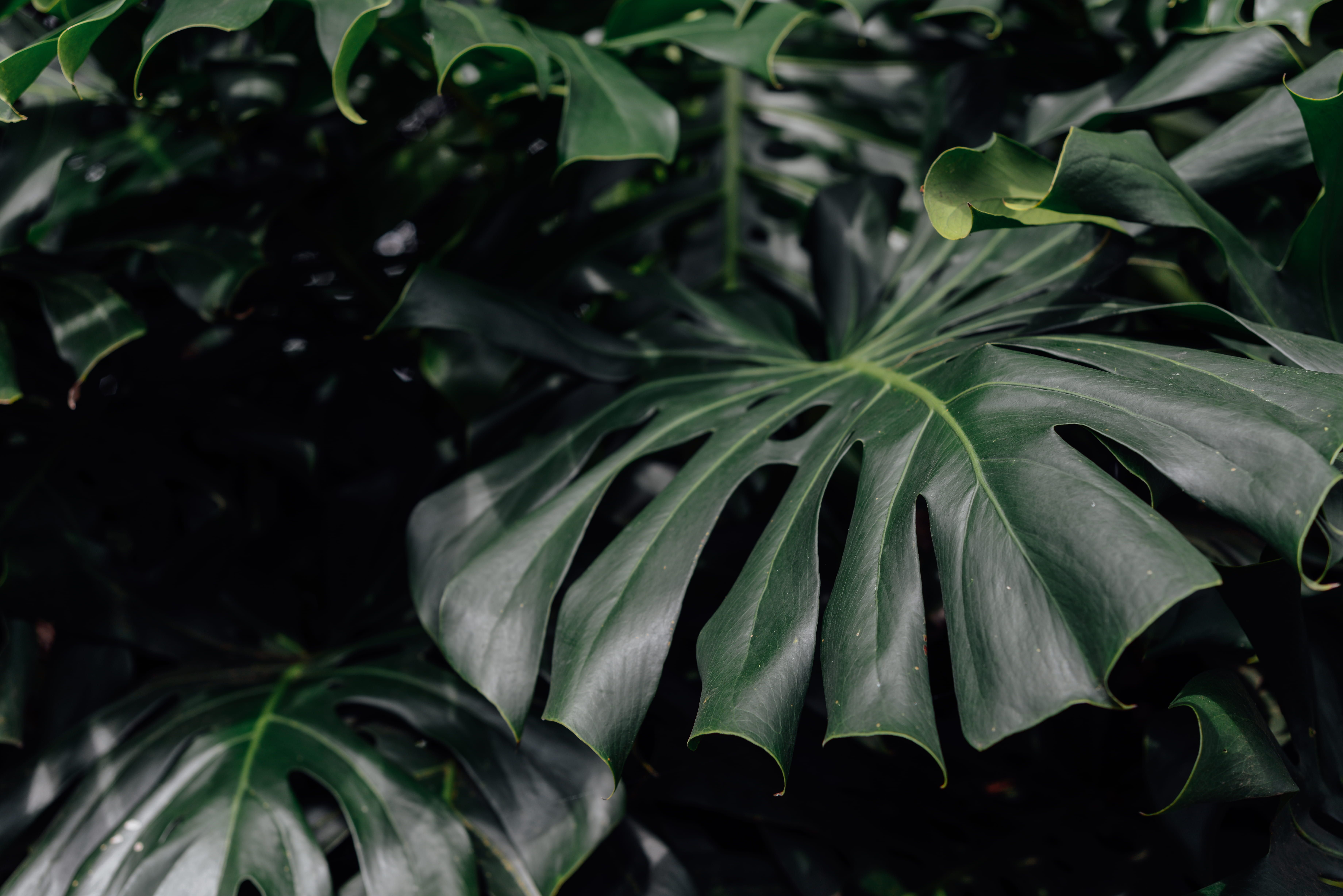 Outstanding Desktop Background Plants You Can Get It Wallpaper