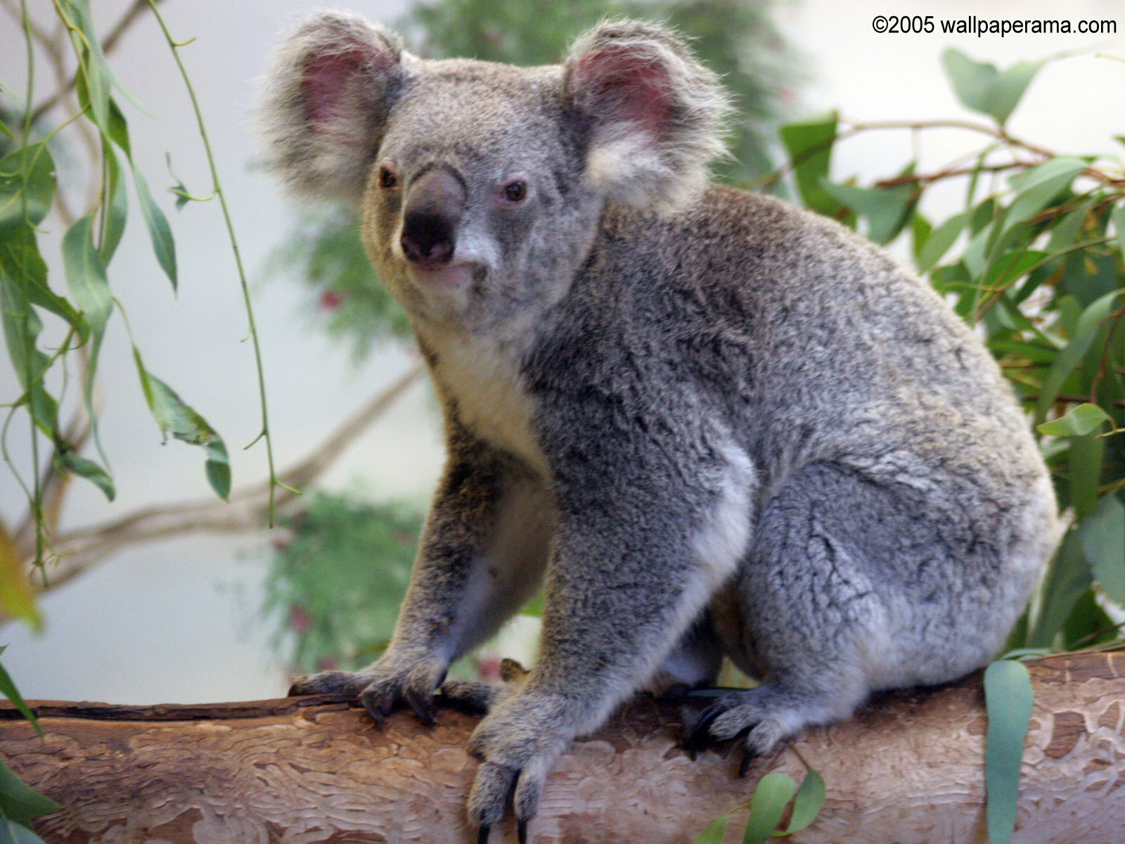 Koala Bear Wallpaper HD Background Image Pictures