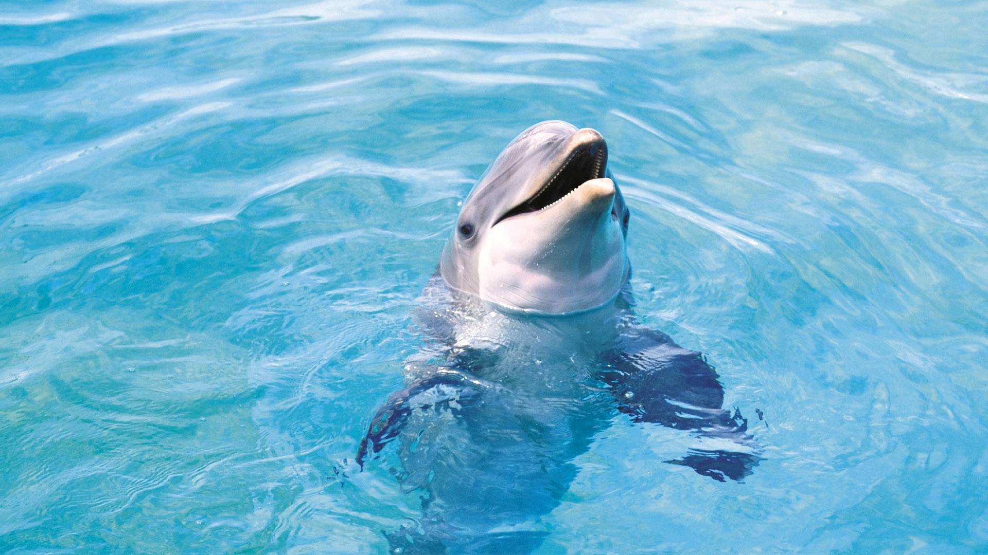 Cute Dolphin Fish Wallpaper