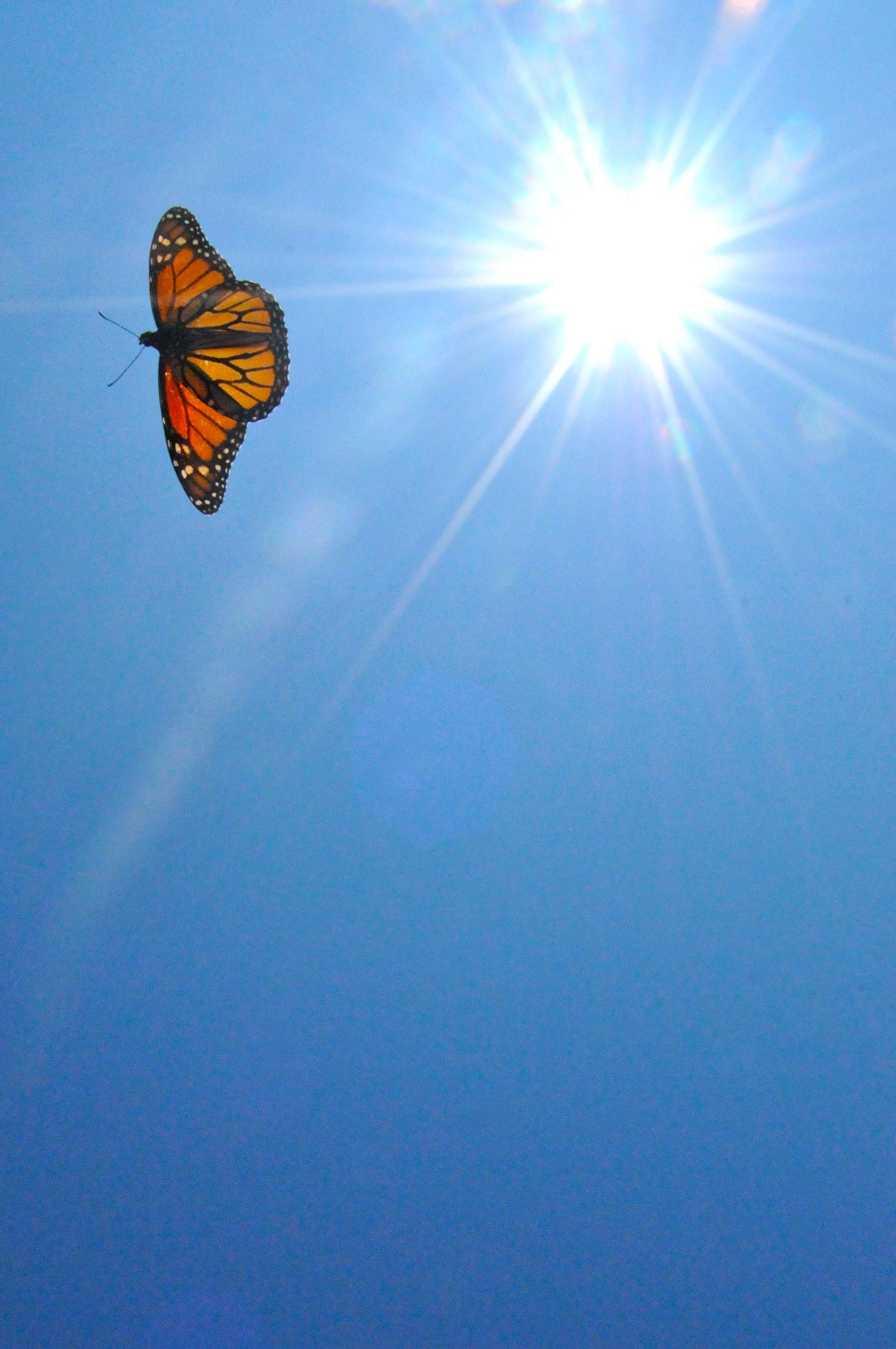 Butterfly Aesthetic Wallpaper