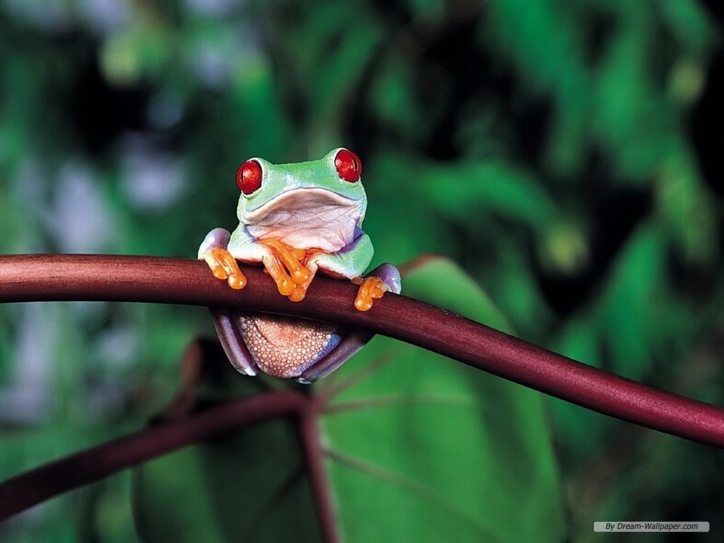 Frog Wallpaper Frogs