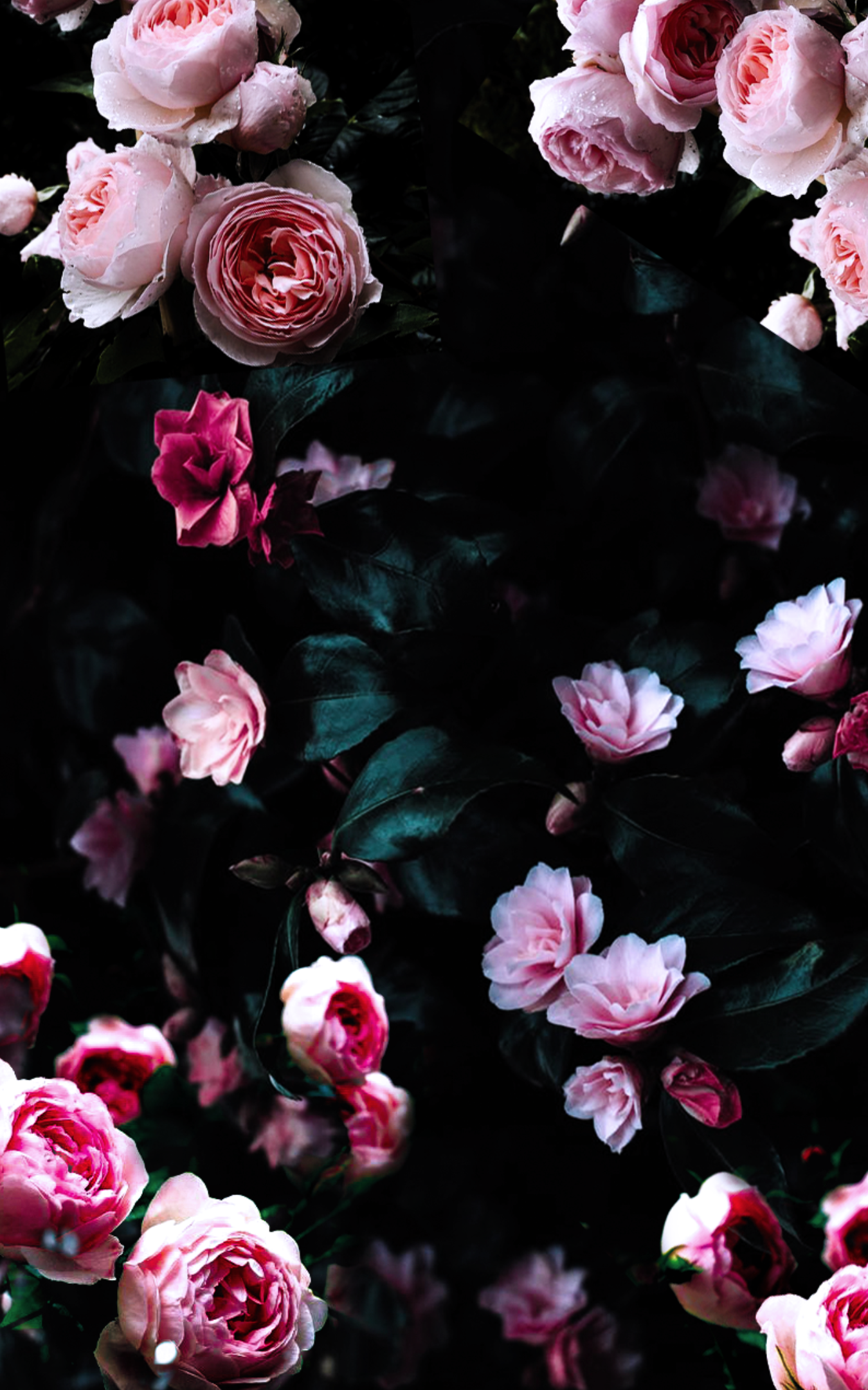 Flowers To Light You Up On A Dark Day Plant Wallpaper Flower Phone