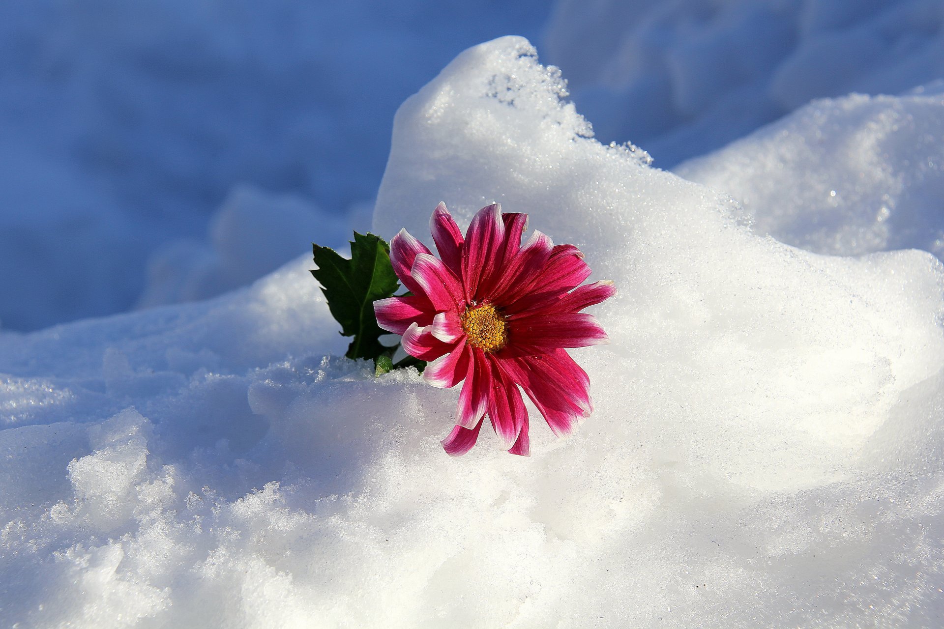 Snow Flower Gallery