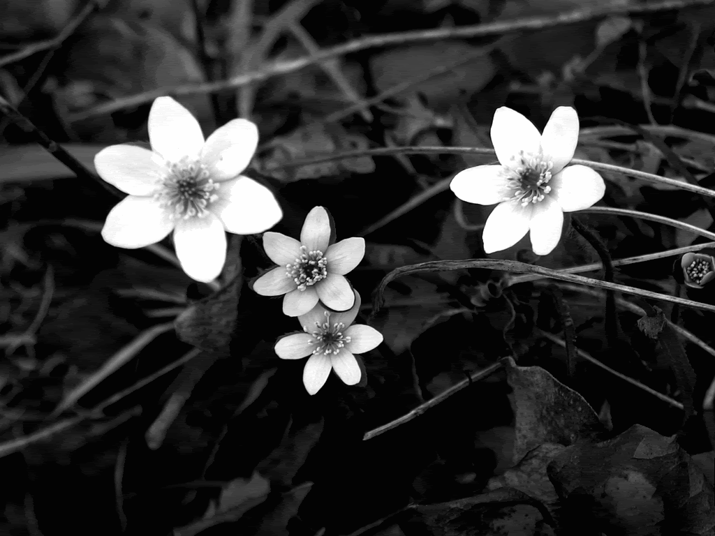 Black And White Flower HD Wallpaper Background