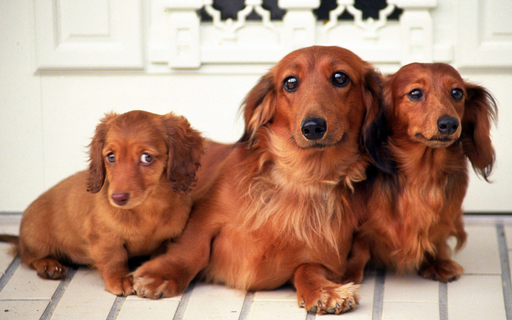 Family Of Dachshunds Wallpaper And Image Pictures
