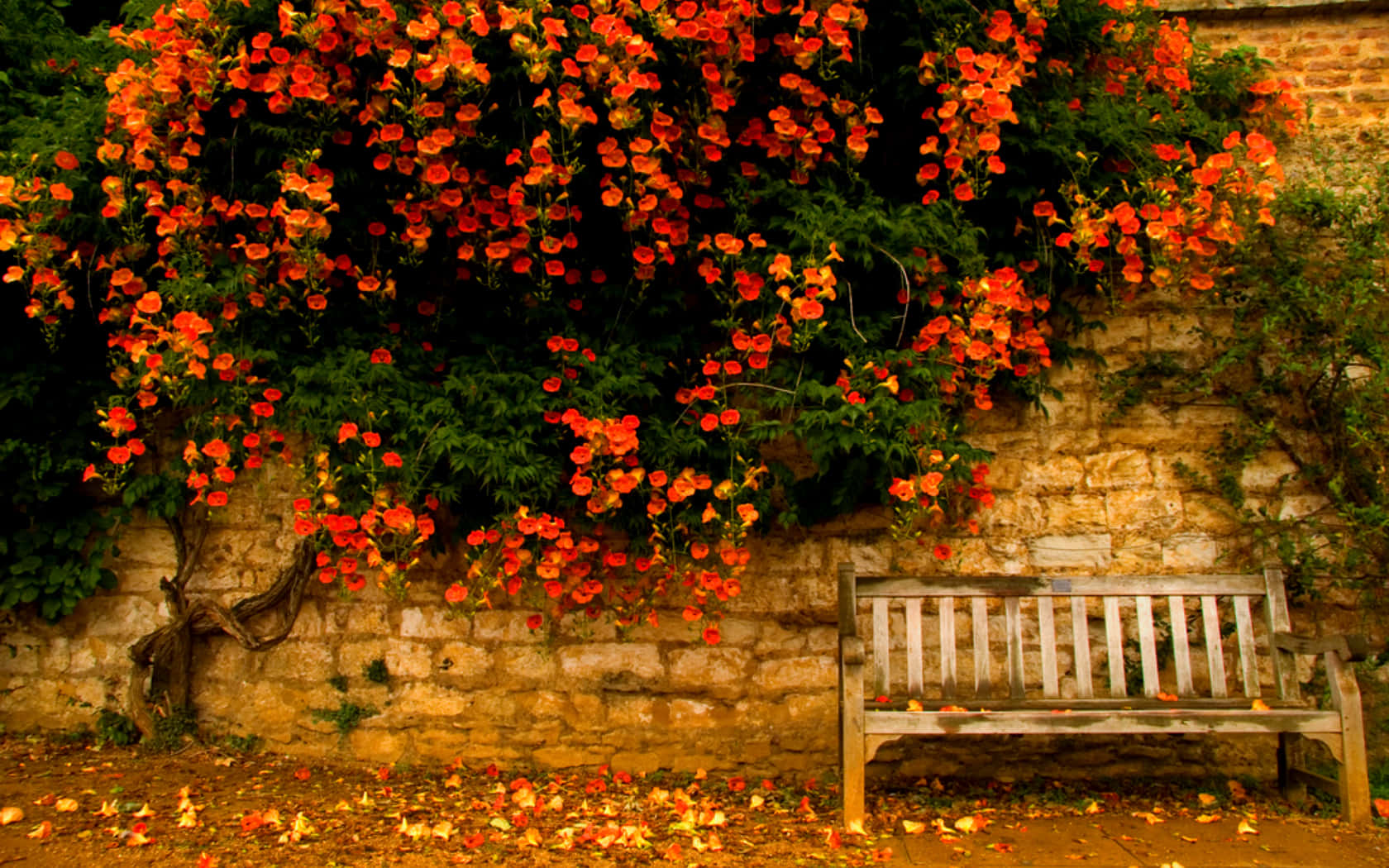 Early Fall Wallpaper