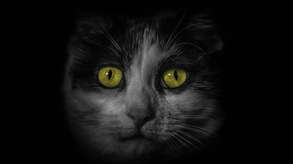 My Cat Nollie 1080p Wallpaper By Mrpicture26