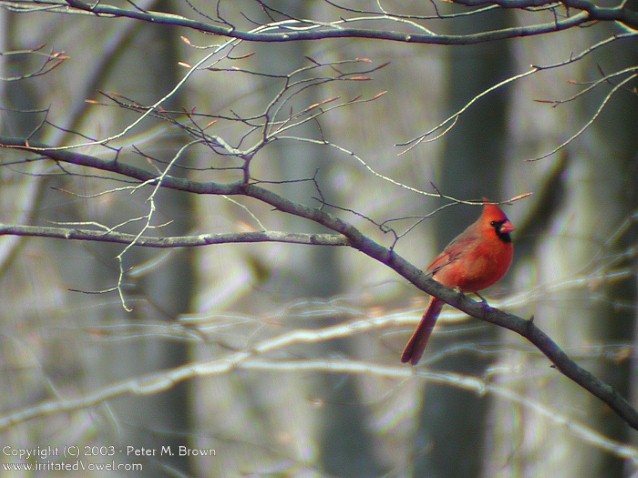Red Cardinal On Branch Pete Brown S 10rem