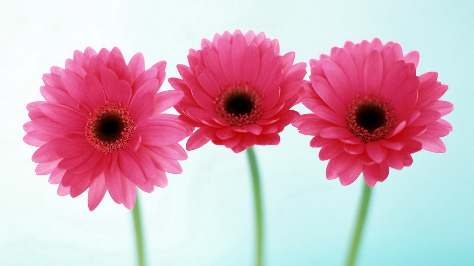 flowers for flower lovers HD flowers wallpapers 1600x900