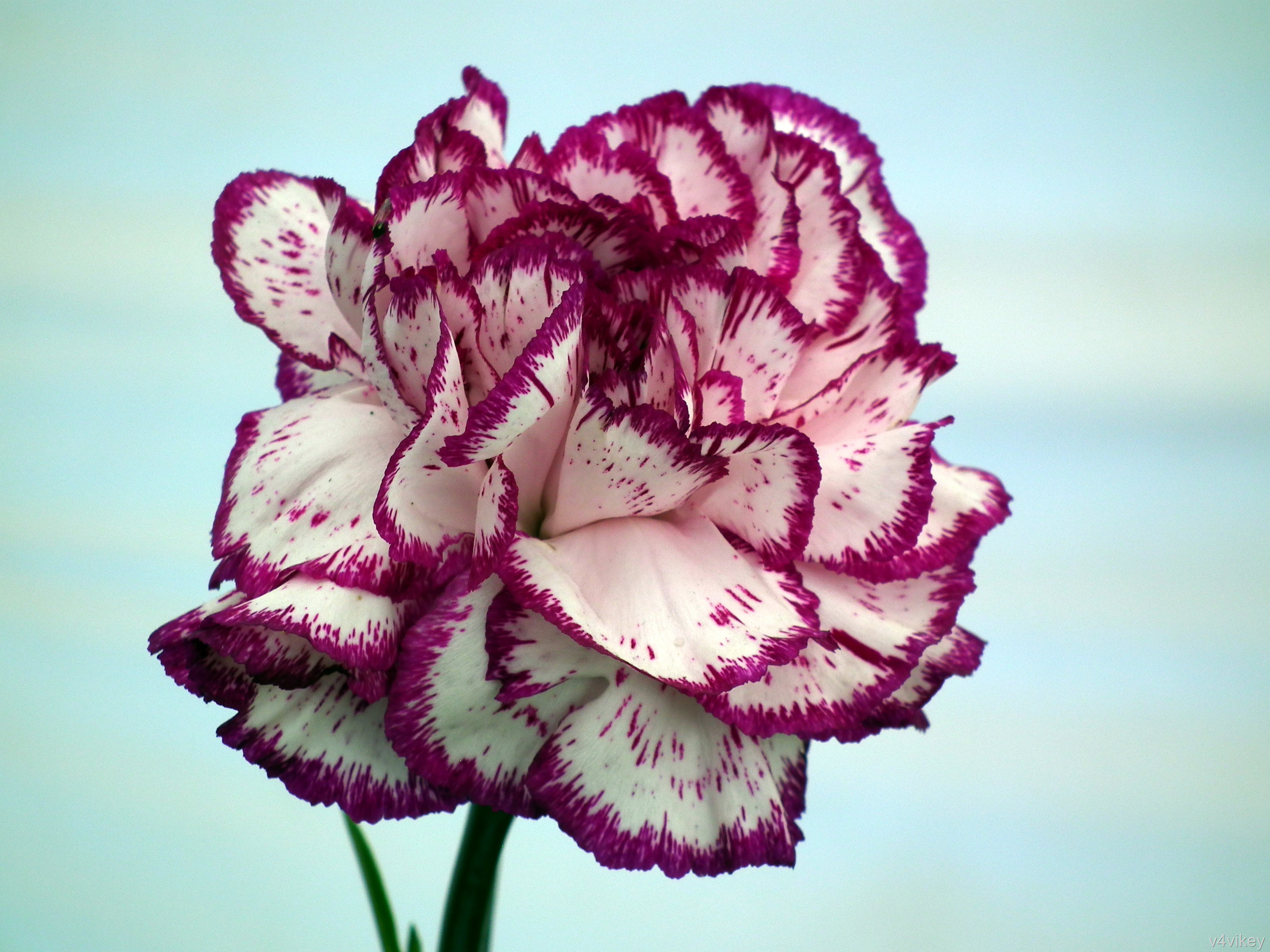 Big Carnation Flower Wallpaper Tadka