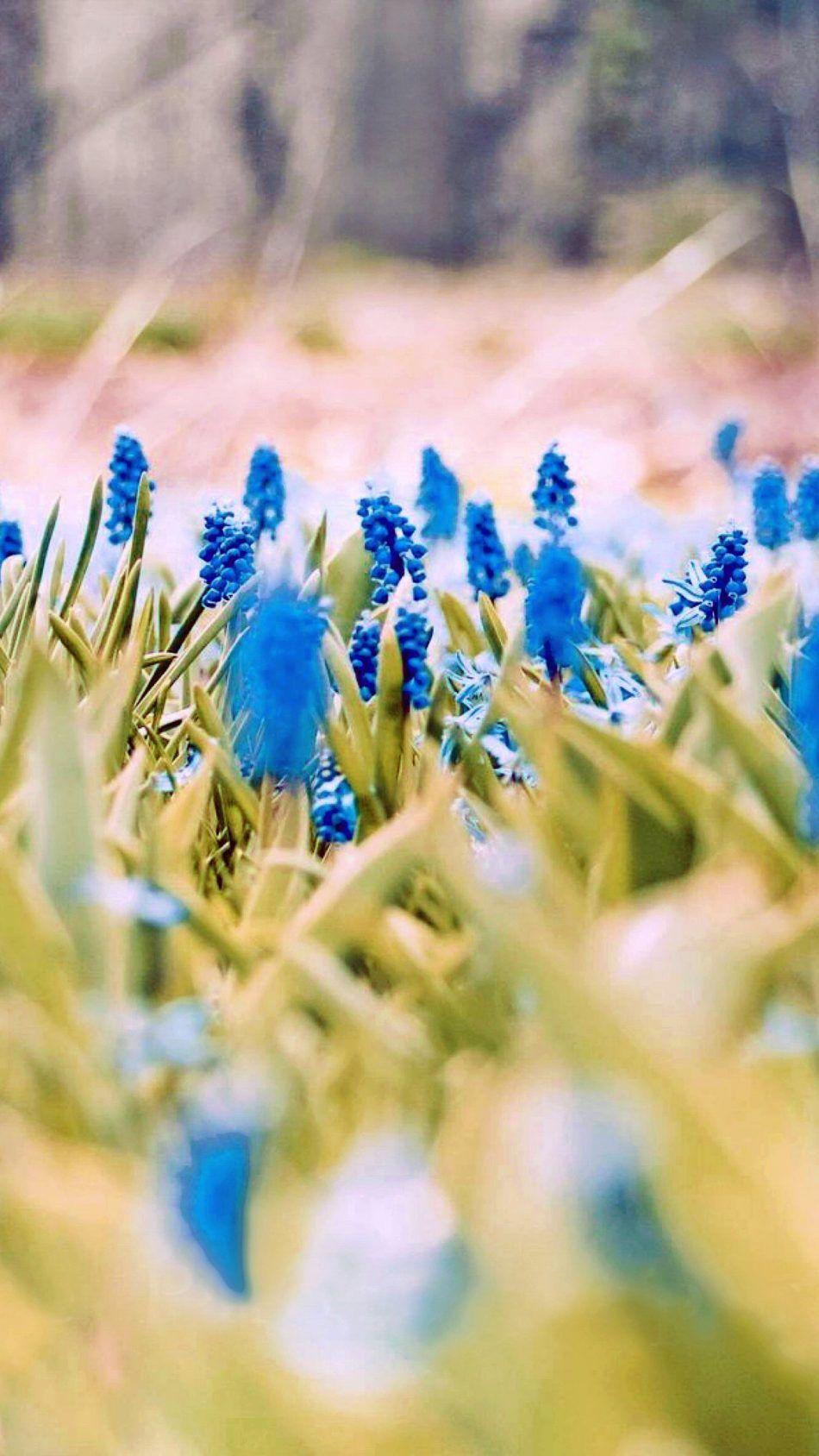 Blue Flowers Spring 4k Ultra HD Mobile Wallpaper Phone