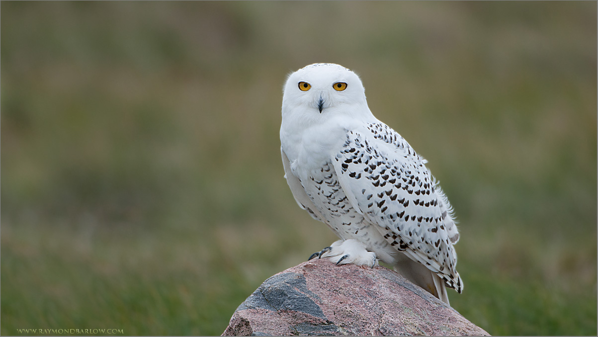 Screensavers Free Windows 8 Snowy Owl Owls Snowy Owl