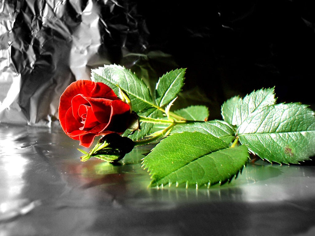 Red Rose Valentines Day Flower Desktop Wallpaper Pc 3d Gif