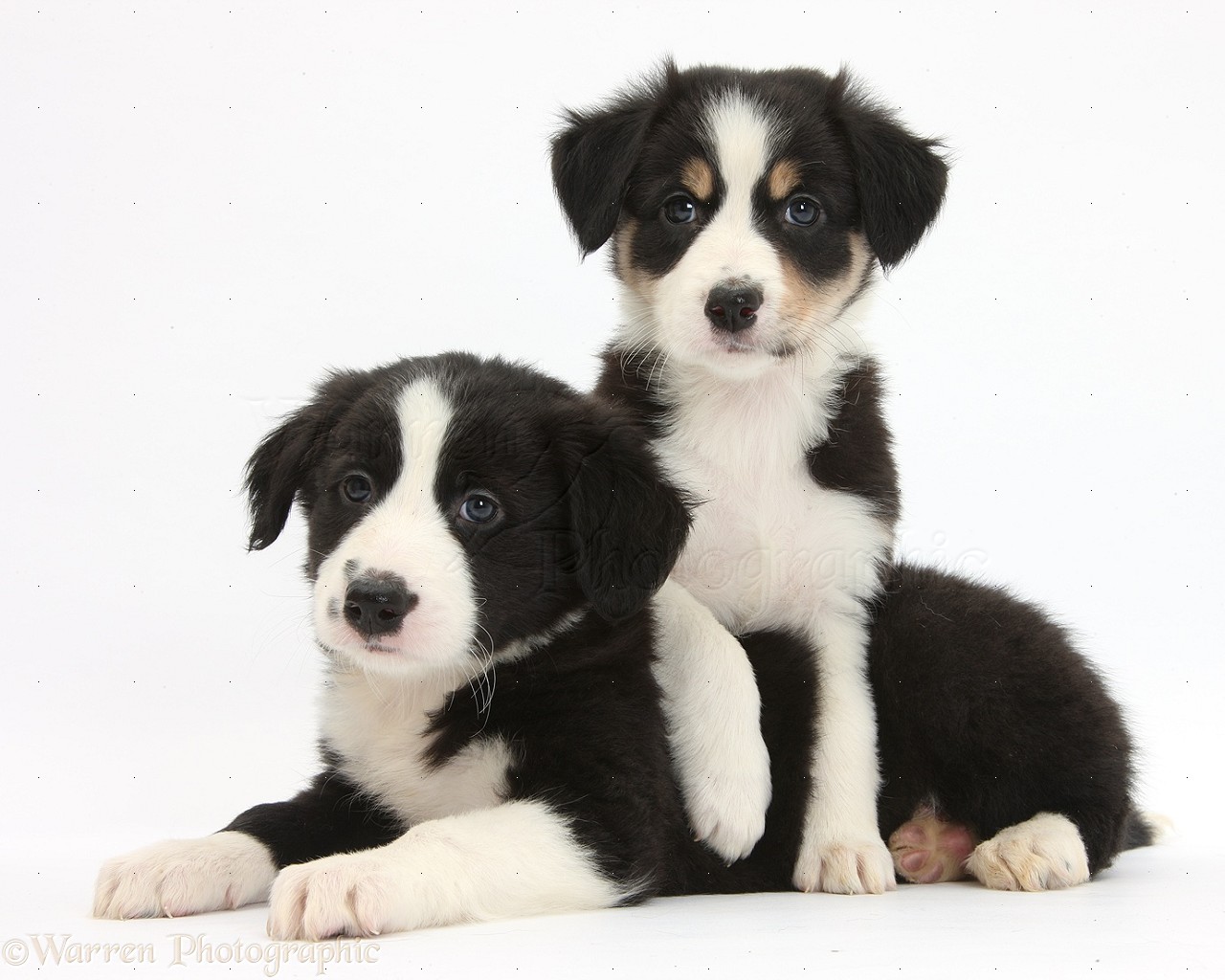 Border Collie Puppy Dogs Pics Background Image