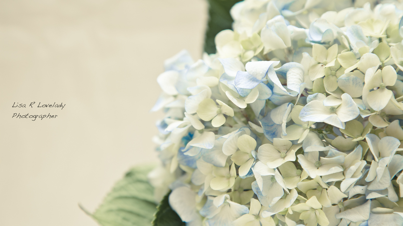 Hydrangea Wallpaper Tenderness Flowers Photo On The