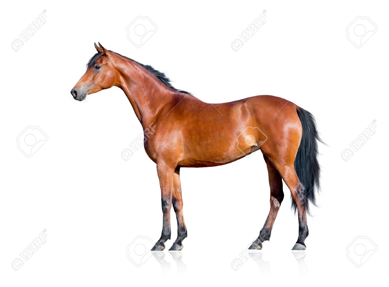 Bay Horse Isolated On White Background Stock Photo Picture And