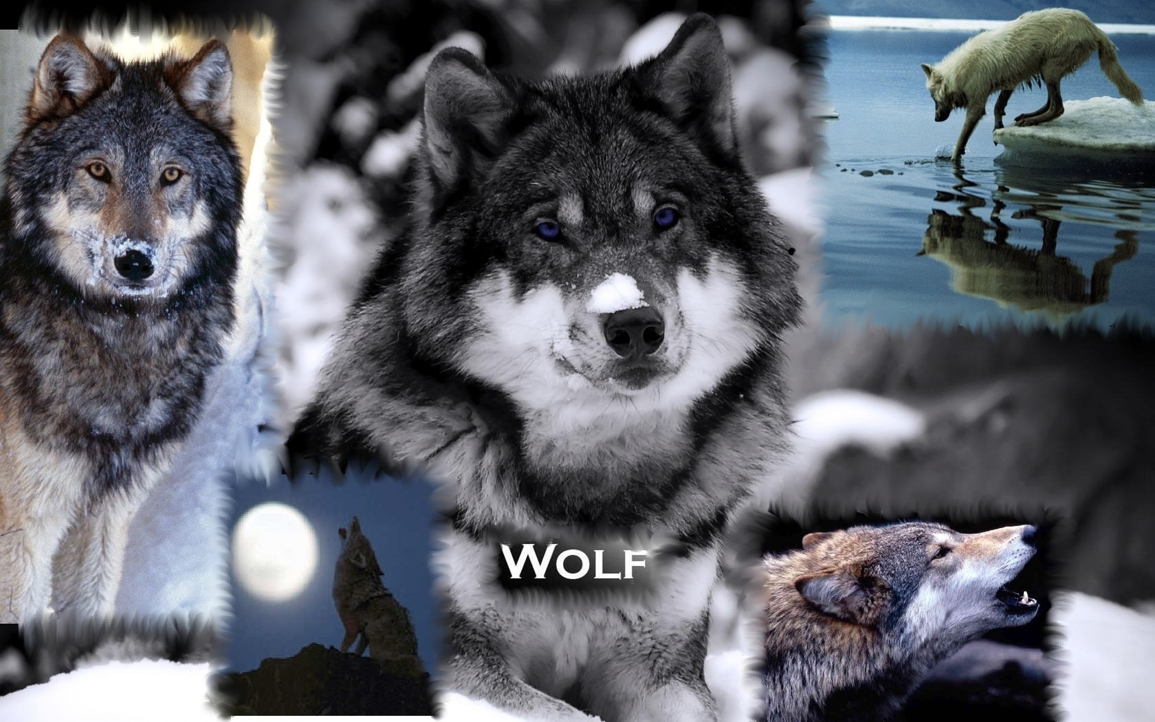 Wolves Wallpapers   Wolves Wallpaper 9705475