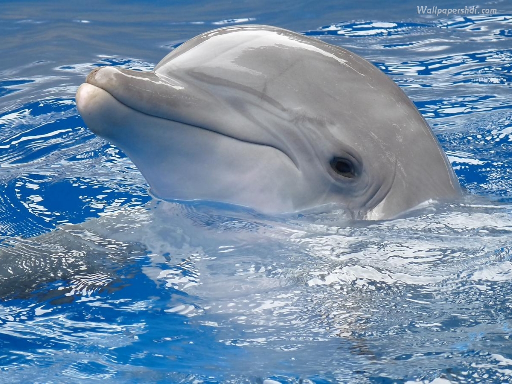 Cute Dolphins Animals Windows Theme All For