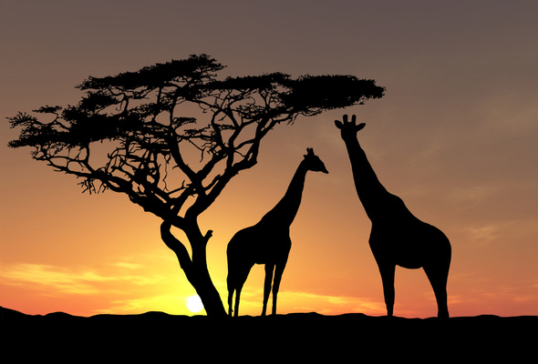 Wallpaper giraffe silhouette tree sunset africa savannah desktop