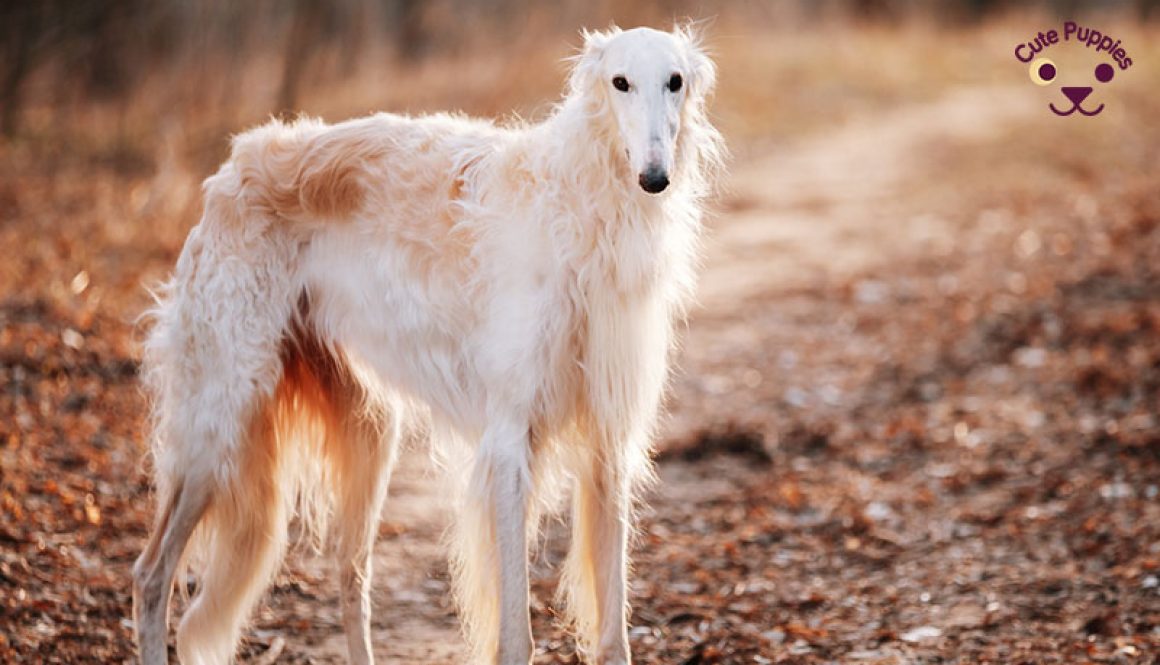 Borzoi Image In Collection