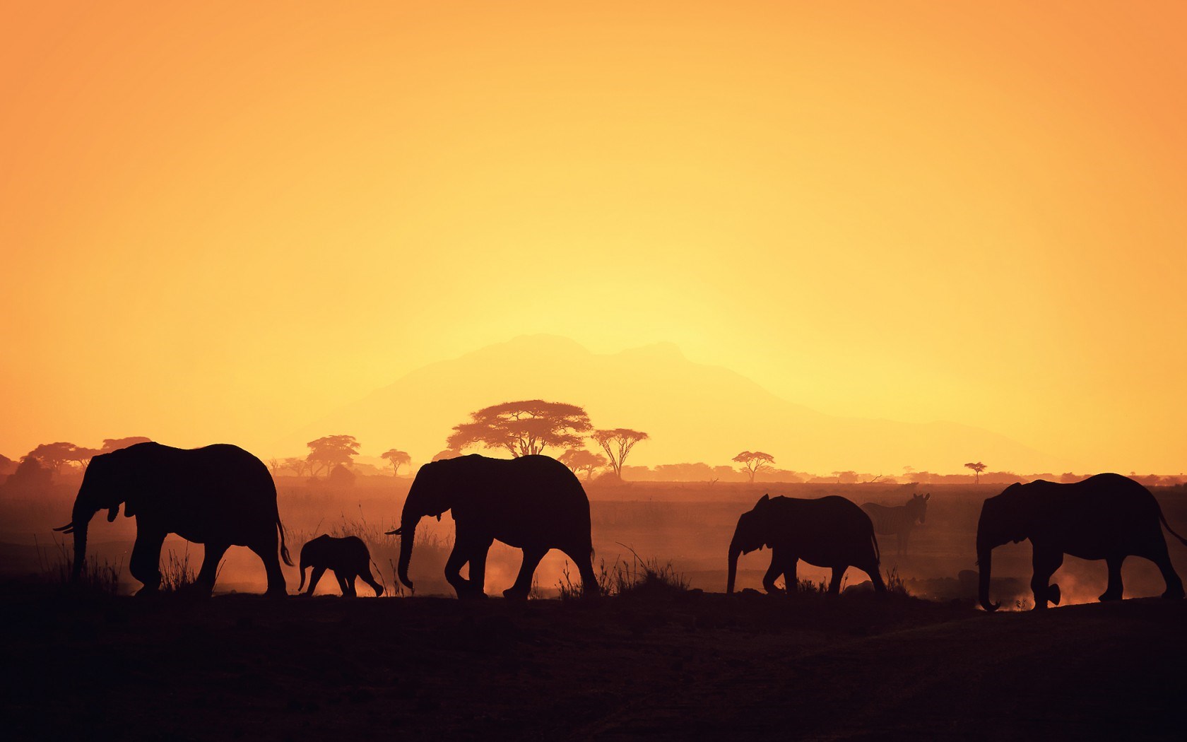 Africa Silhouettes Elephants HD Wallpaper Magic4walls