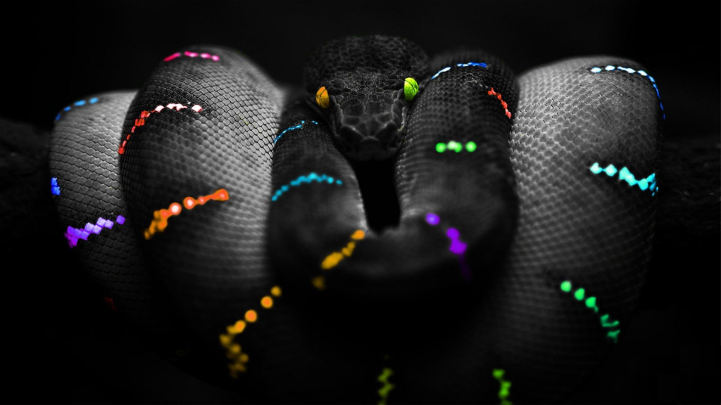 Rainbow Snake Puter Wallpaper Desktop