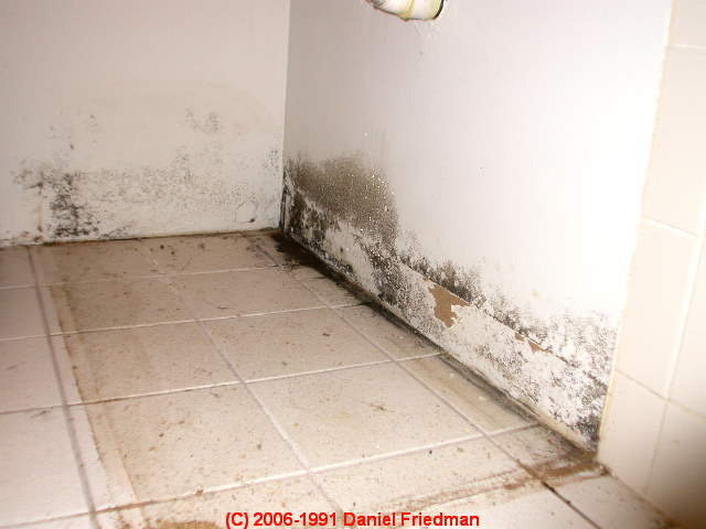 Mold Contamination How To Find And Test For Hidden In Buildings