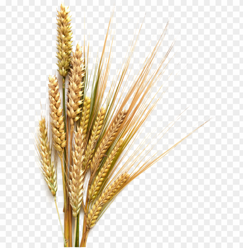 Royalty Sheaf Of Wheat Clip Art Vector Image Transparent