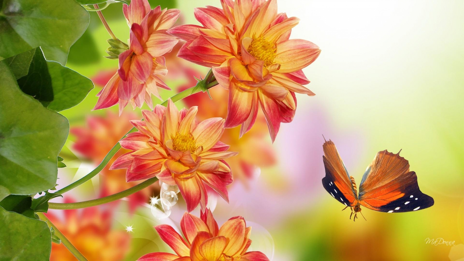 Butterfly Vs Orange Flowers Wallpaper In Plants