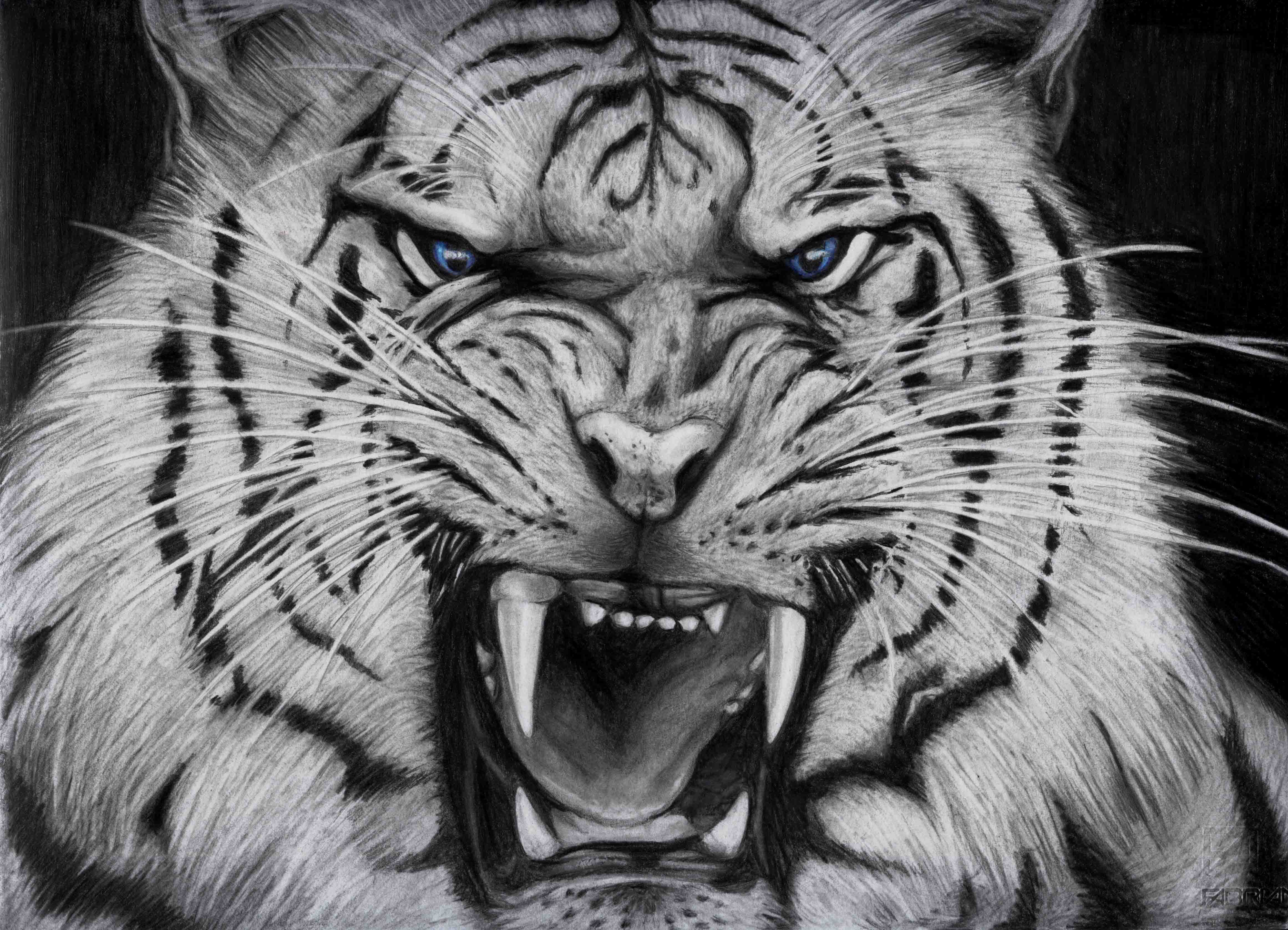Angry White Tiger Pictures