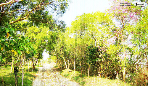 Hill Trails Tree Grass Hiking HD Wallpaper Photo Sharing