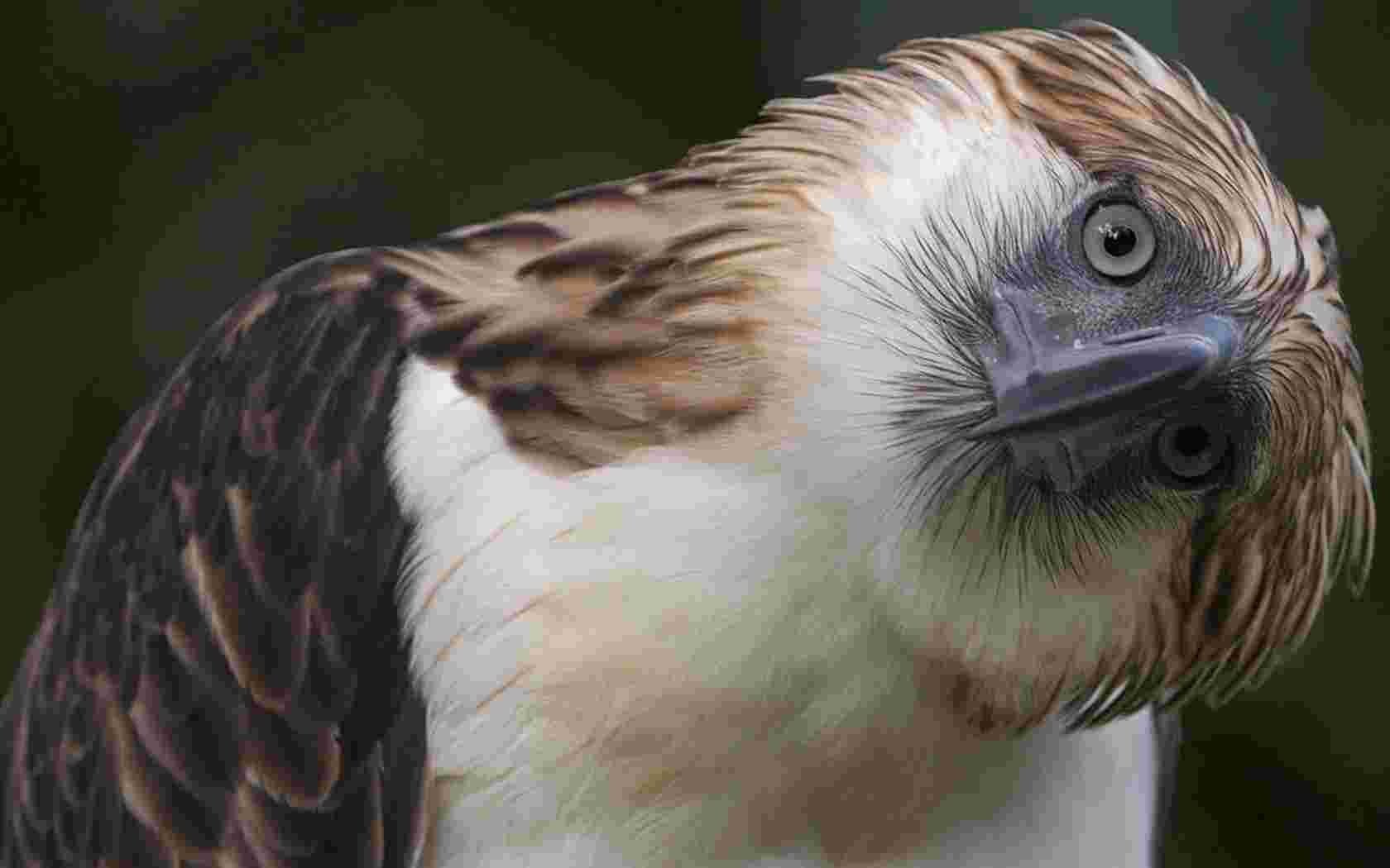 Philippine Eagle Wallpaper Birds Nature Collection