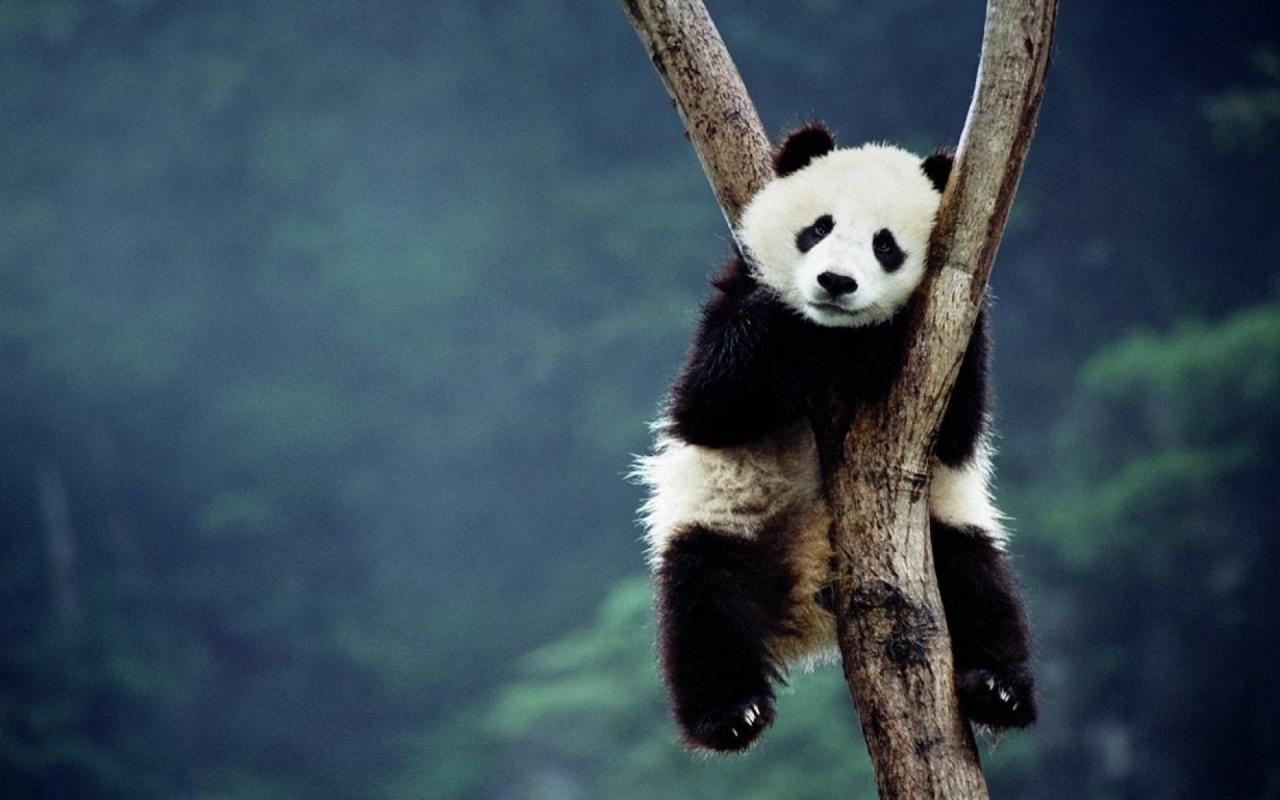 Bing China Animals Blurred Background Panda Bears Wallpaper