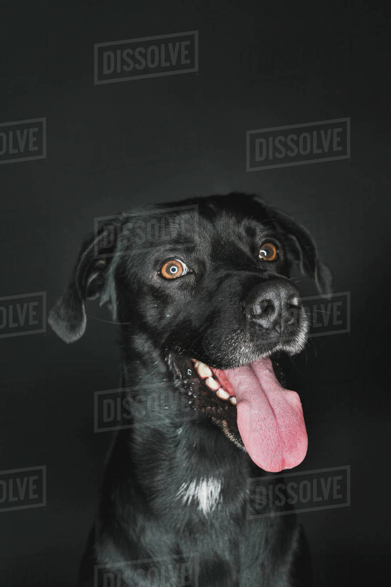 Close Up Of Labrador Retriever Sticking Out Tongue Against Black