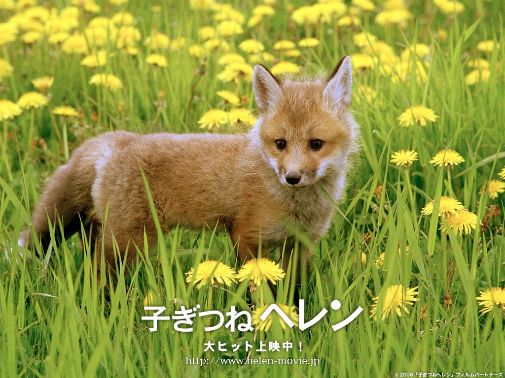 Baby Red Fox Wallpaper