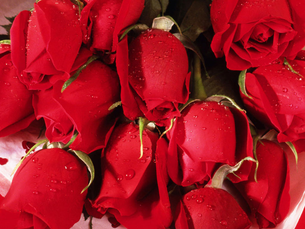 Full Screen Most Romantic Red Roses Wallpaper Background