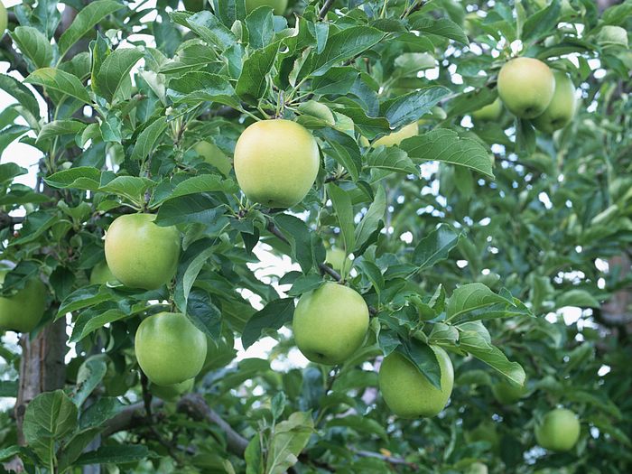 Apple Tree Wallpaper Du061 Fruit