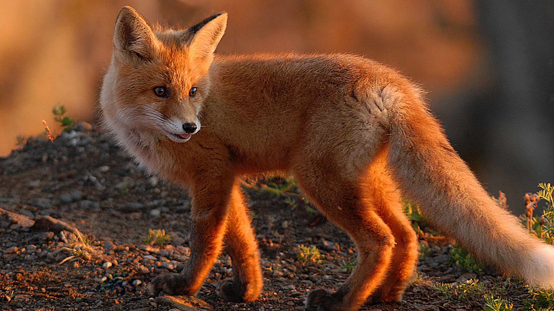 Chia sẻ hơn 59 về hình nền fox mới nhất - Eteachers