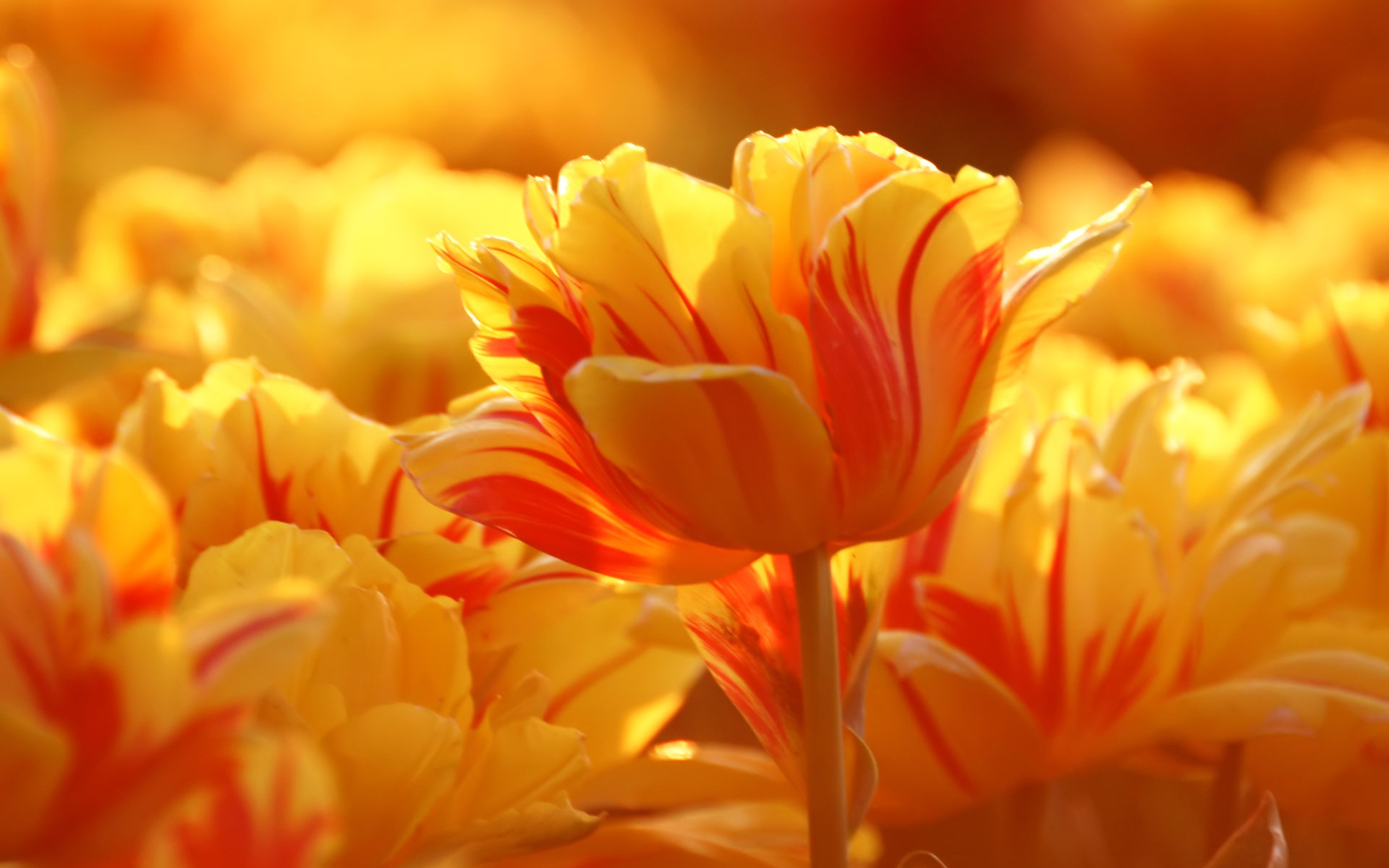 Desktop Wallpaper Of Orange Tulips Puter