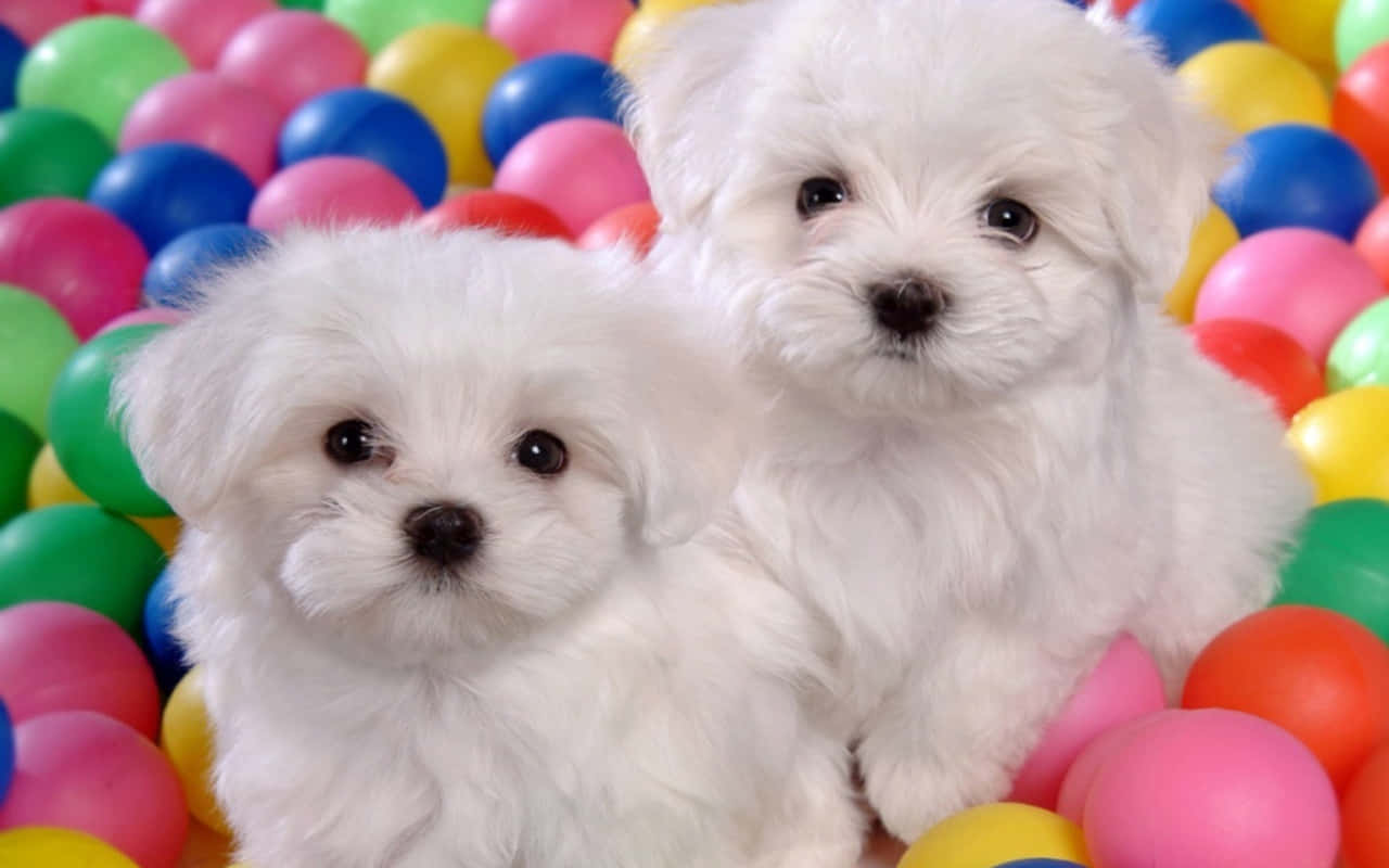 Pink Puppies Wallpaper