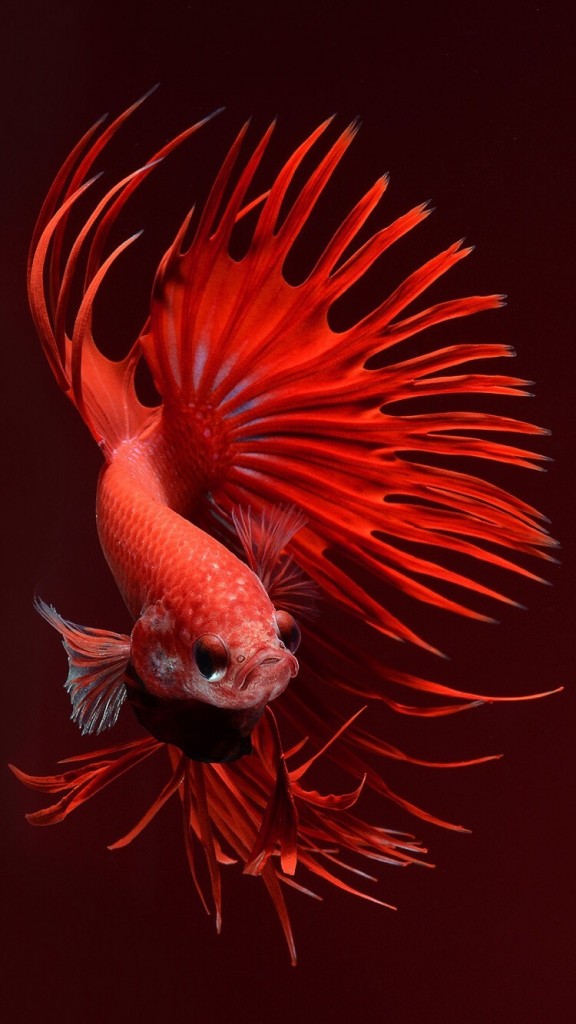 iphone 6s fish red wallpaper choose the download size below to