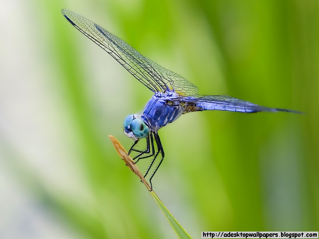 Dragonfly Animal Desktop Wallpaper Pc