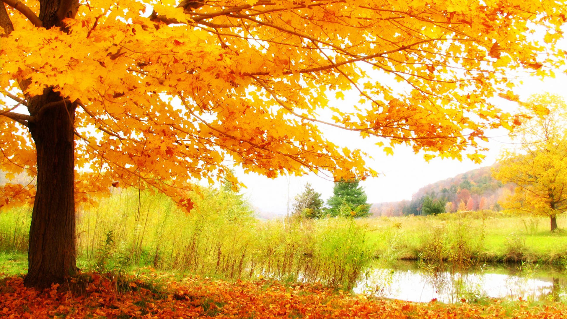 Fall Tree By The Lake Wallpaper