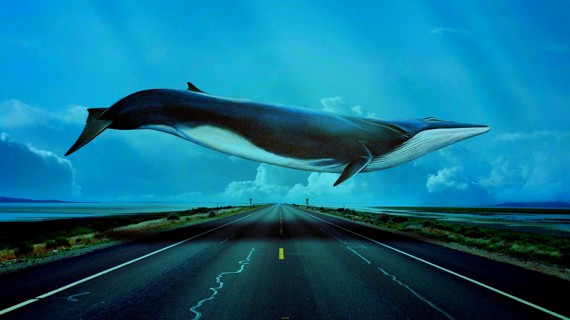 Blue Whale High Definition Wallpaper Amazing