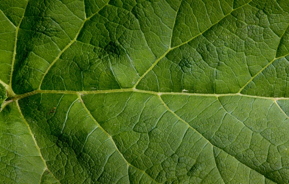 Leaf green large pattern