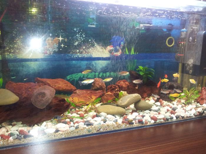 Cool Fish Tank Background